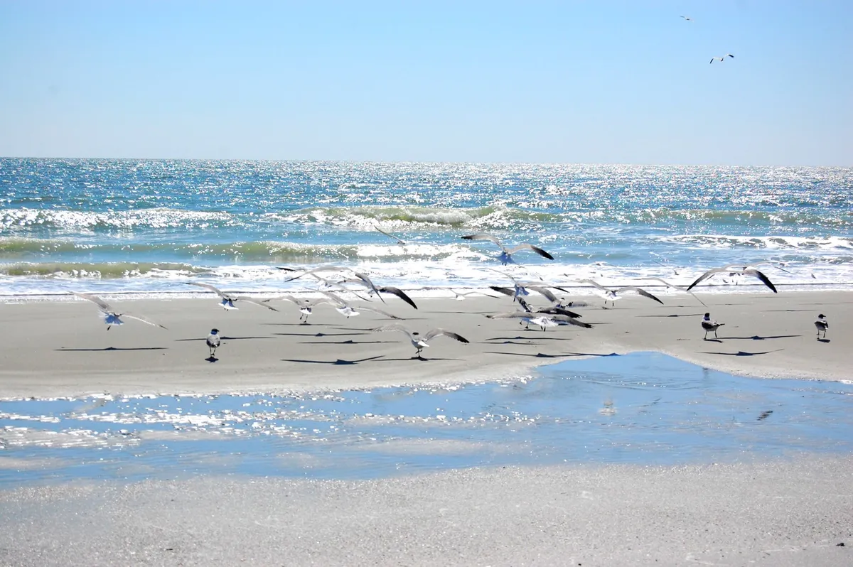 A scenic beach scene featuring a flock of seagulls flying low over gentle waves, with wet sand reflecting the sky. The atmosphere is serene, capturing the essence of a relaxed day by the shore, perfect for family walks or collecting seashells.